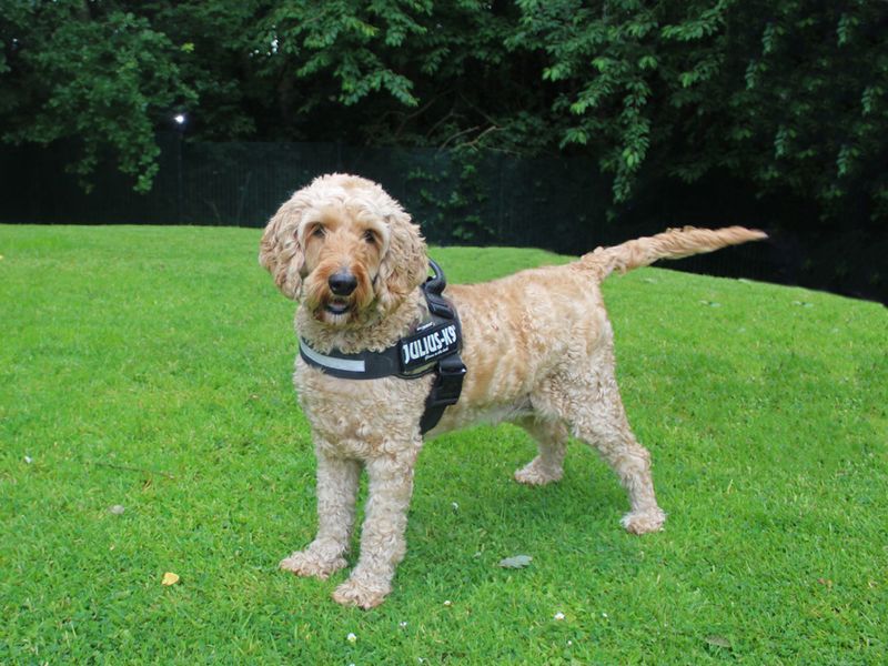 Poodle for adoption in Liverpool, Merseyside – 9 years old - Image 3 of 3