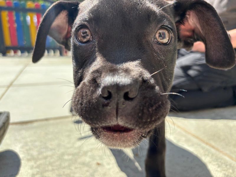 Cane Corso for adoption in Chestfield, Kent – 4 months old - Image 4 of 5