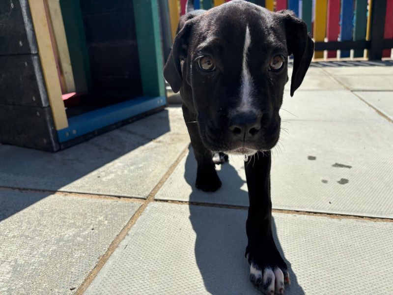 Cane Corso for adoption in Chestfield, Kent – 4 months old - Image 5 of 5