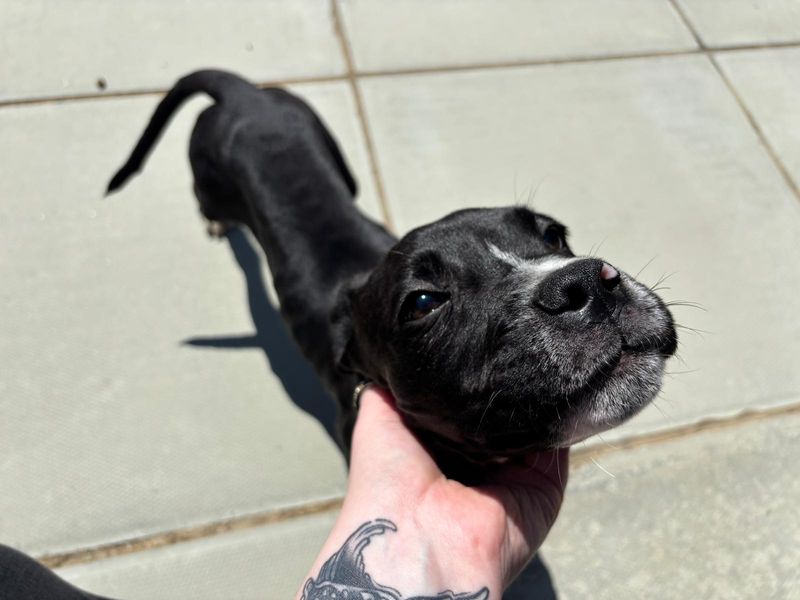 Cane Corso for adoption in Chestfield, Kent – 4 months old - Image 3 of 5
