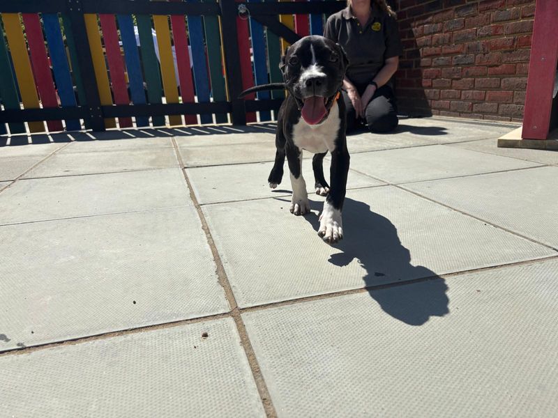 Cane Corso for adoption in Chestfield, Kent – 4 months old