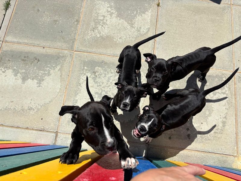 Cane Corso for adoption in Chestfield, Kent – 4 months old - Image 2 of 5