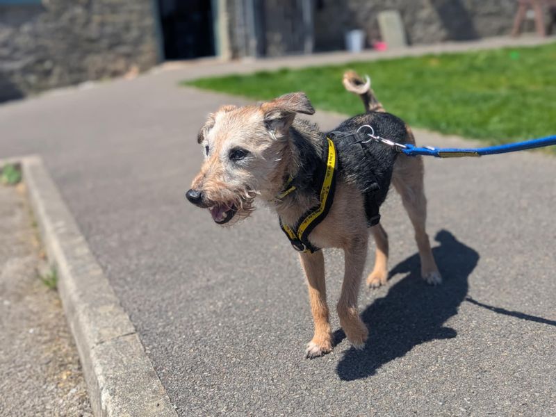 Louis for sale in Mid Glamorgan, Wales