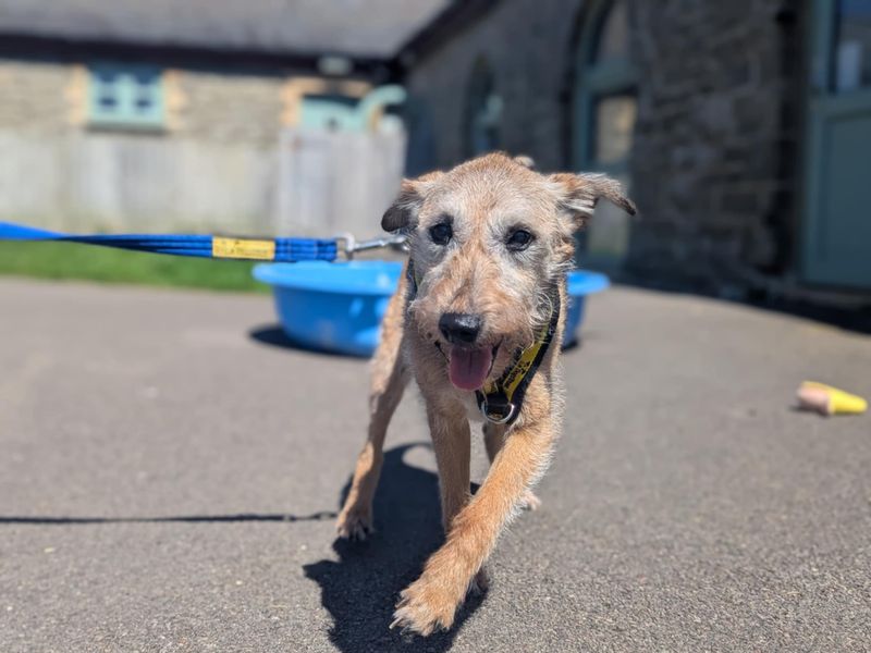 Louis for sale in Mid Glamorgan, Wales - Image 3