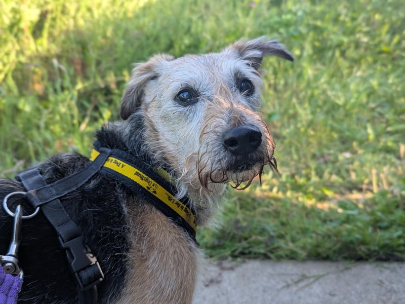 Louis | Terrier (Jack Russell) | Bridgend (Wales) - 1