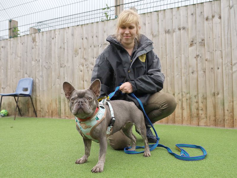 French Bulldog for adoption in Leeds, Yorkshire – 1 year old