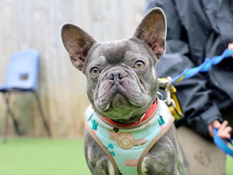 Nala | French Bulldog | Leeds - 1