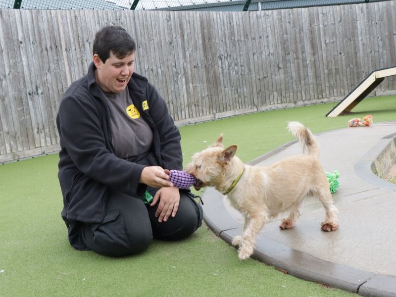 Yorkshire Terrier for adoption in Evesham, Worcestershire – 9 years old - Image 6 of 8