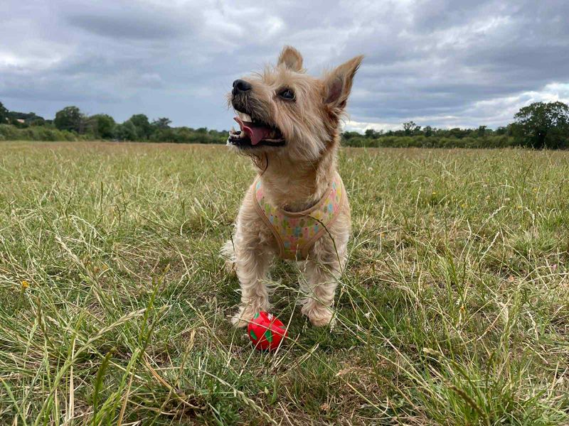 Yorkshire Terrier for adoption in Evesham, Worcestershire – 9 years old - Image 8 of 8