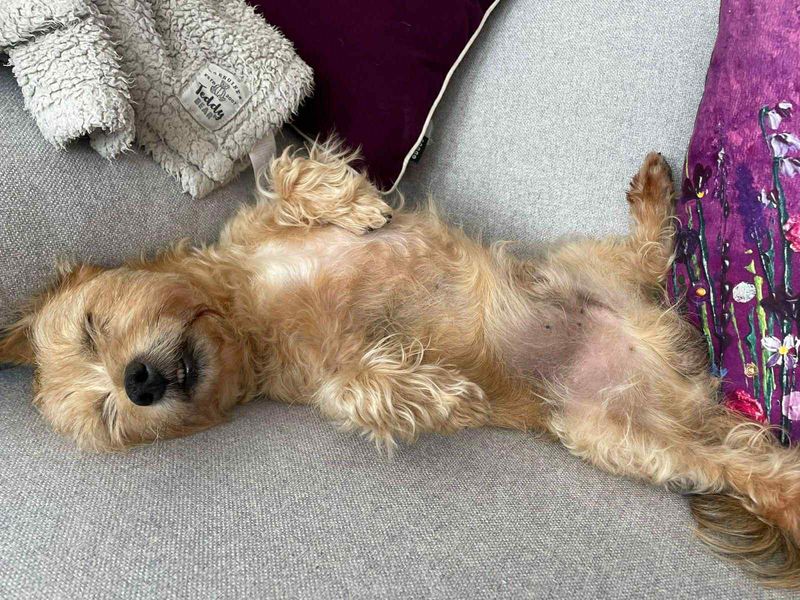 Yorkshire Terrier for adoption in Evesham, Worcestershire – 9 years old - Image 5 of 8