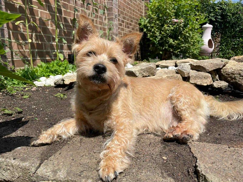 Yorkshire Terrier for adoption in Evesham, Worcestershire – 9 years old - Image 7 of 8
