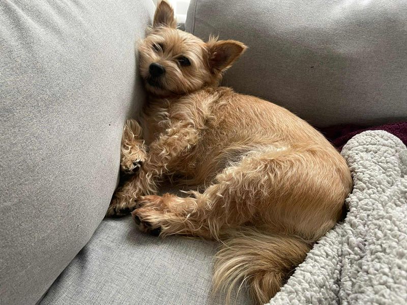 Yorkshire Terrier for adoption in Evesham, Worcestershire – 9 years old - Image 3 of 8