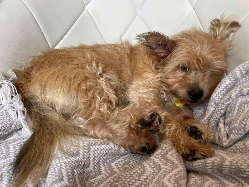 Yorkshire Terrier for adoption in Evesham, Worcestershire – 9 years old - Image 4 of 8