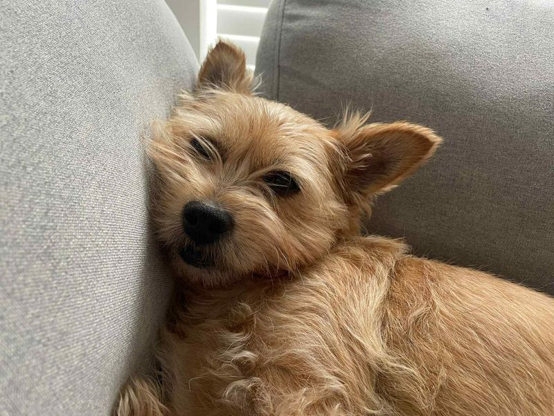 Yorkshire Terrier for adoption in Evesham, Worcestershire – 8 years old