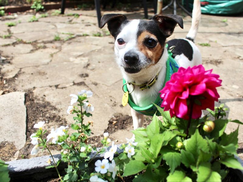 Jack Russell for adoption in Evesham, Worcestershire – 6 years old - Image 4 of 8