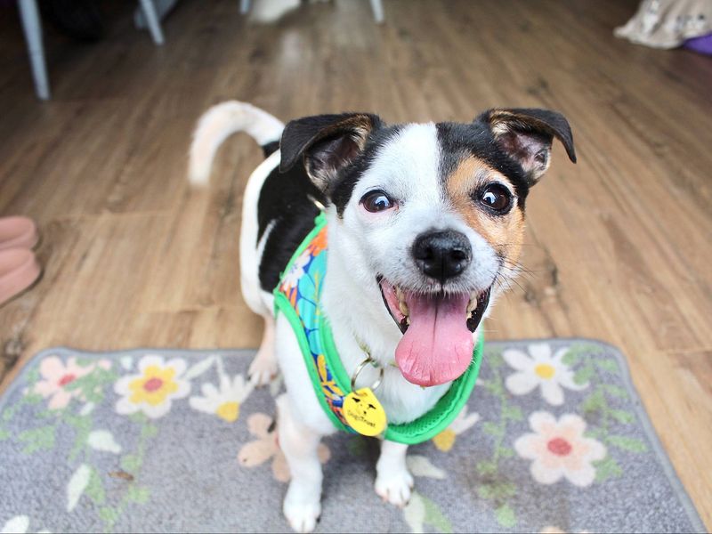 Rupert and Obi | Terrier (Jack Russell) Cross | Evesham (Worcestershire) - 1