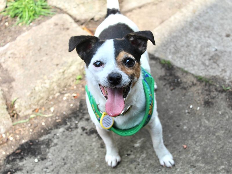 Jack Russell for adoption in Evesham, Worcestershire – 6 years old - Image 8 of 8