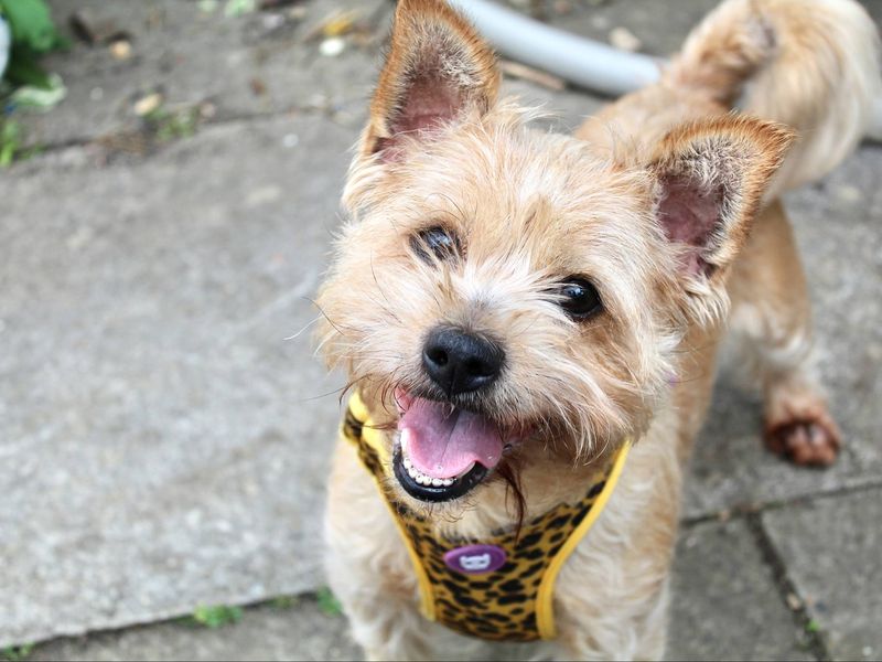 Jack Russell for adoption in Evesham, Worcestershire – 6 years old - Image 3 of 8