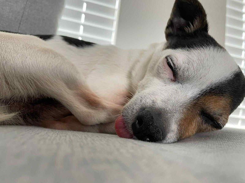 Jack Russell for adoption in Evesham, Worcestershire – 6 years old