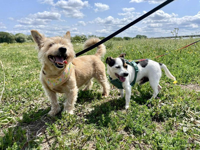 Jack Russell for adoption in Evesham, Worcestershire – 6 years old - Image 6 of 8