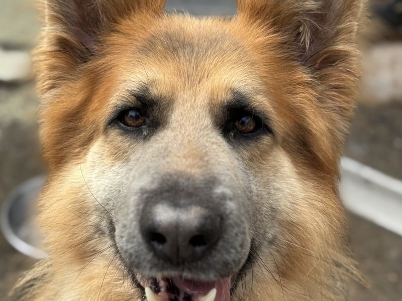 Samson for sale in , 