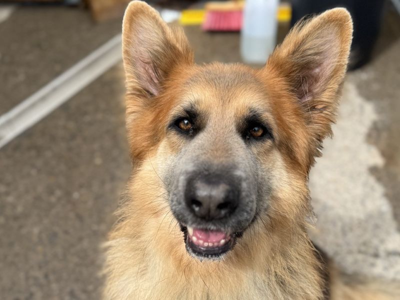 Samson for sale in , - Image 2