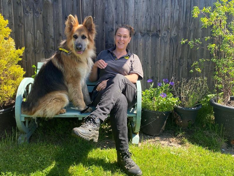 German Shepherd for adoption in , – 6 years old - Image 3 of 3