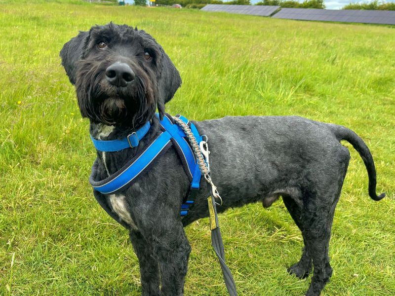 Poodle for adoption in Leeds, Yorkshire – 8 years old - Image 2 of 2