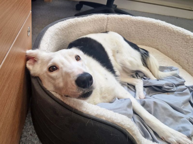 Border Collie for adoption in Shoreham by Sea, West Sussex – 3 years old - Image 2 of 2