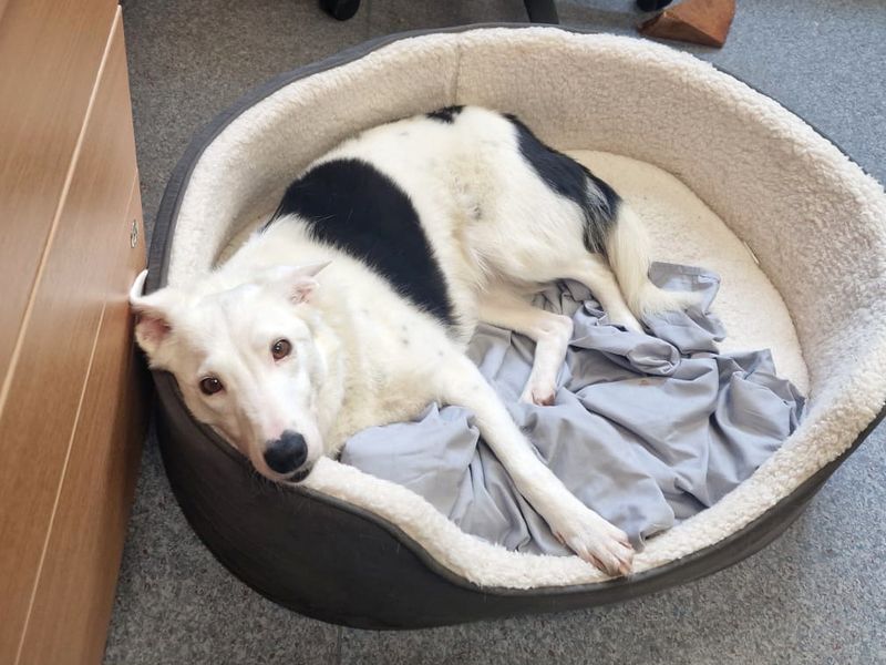 Border Collie for adoption in Shoreham by Sea, West Sussex – 3 years old