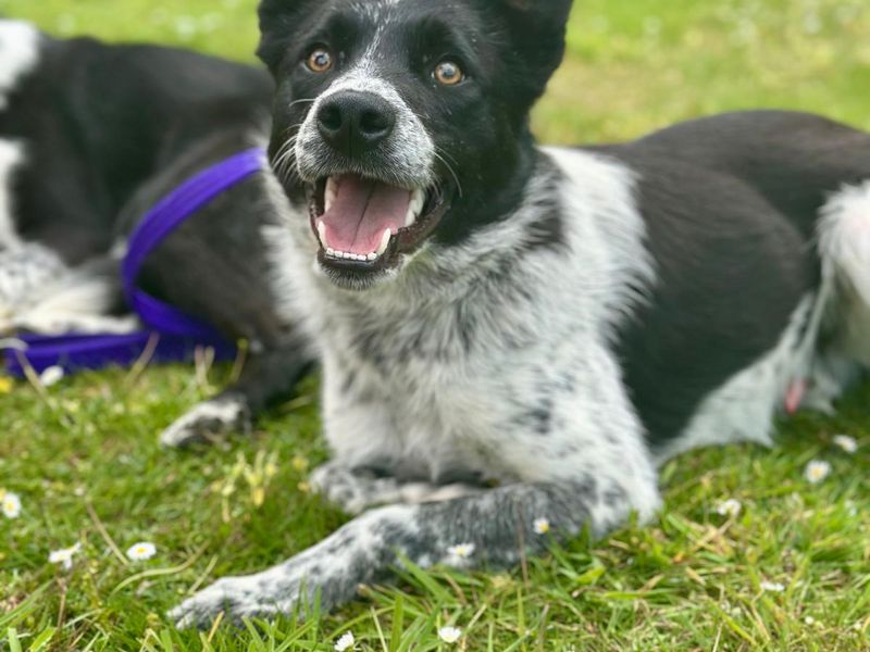 Border Collie for adoption in Chestfield, Kent – 1 year old