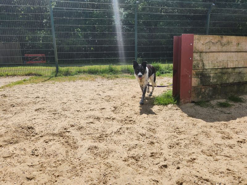 Border Collie for adoption in Chestfield, Kent – 1 year old - Image 3 of 3