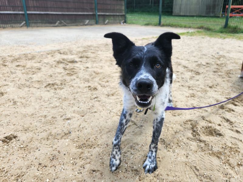 Border Collie for adoption in Chestfield, Kent – 1 year old - Image 2 of 3