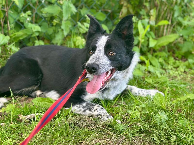 Border Collie for adoption in Chestfield, Kent – 1 year old