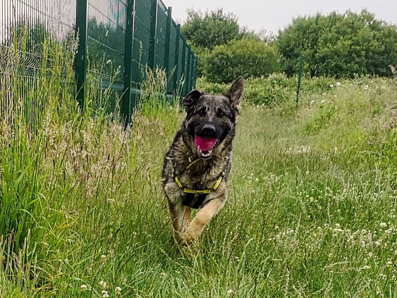 German Shepherd for adoption in Shoreham by Sea, West Sussex – 1 year old - Image 3 of 4