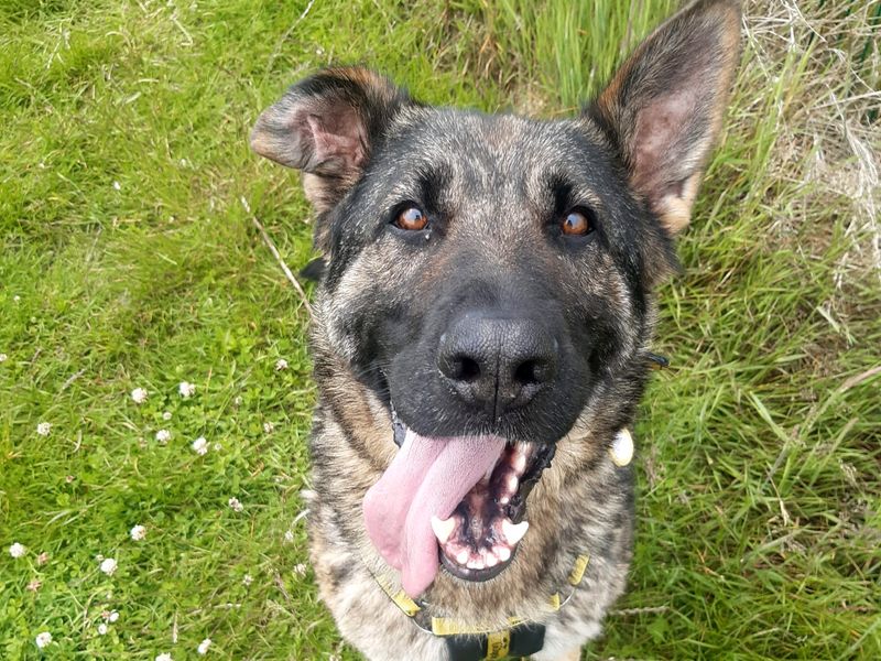 German Shepherd for adoption in Shoreham by Sea, West Sussex – 1 year old - Image 2 of 4