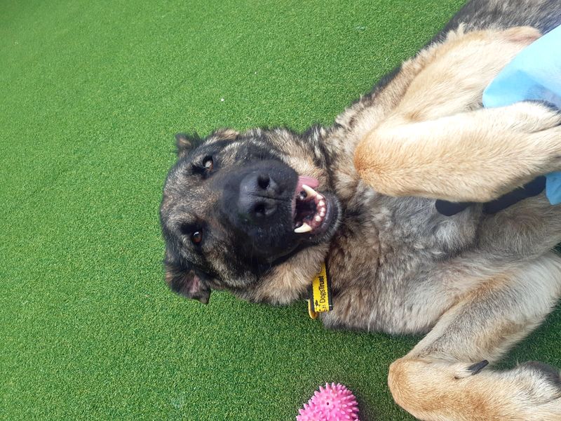 German Shepherd for adoption in Shoreham by Sea, West Sussex – 1 year old - Image 4 of 4
