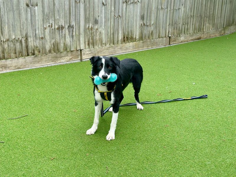 Border Collie for adoption in Chestfield, Kent – 4 years old - Image 2 of 3