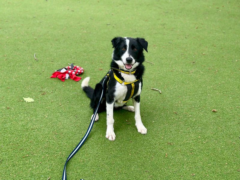 Forest | Collie (Border) | Canterbury - 1