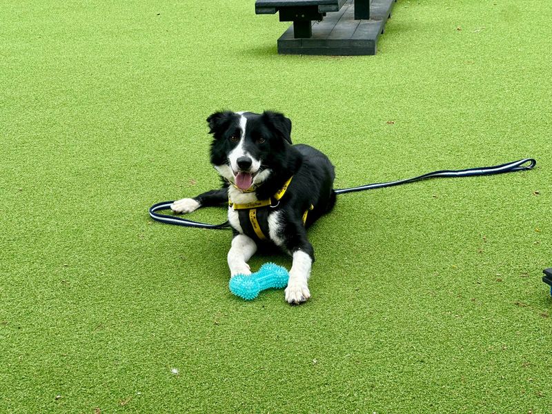 Border Collie for adoption in Chestfield, Kent – 4 years old - Image 3 of 3