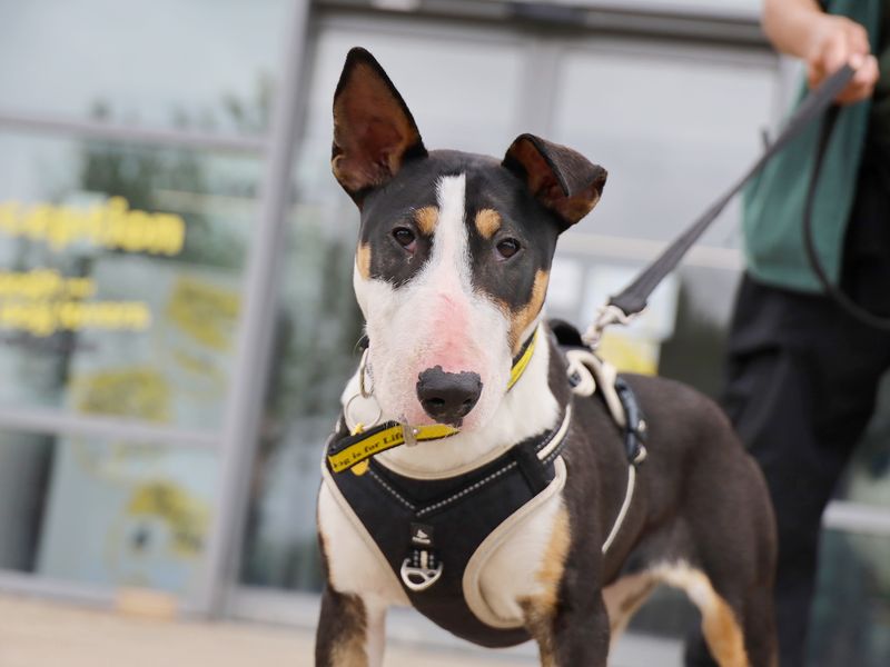 Grace | Terrier (Bull) Cross | Leeds - 1