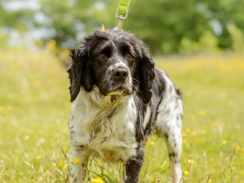 Sam for sale in Kenilworth, Warks