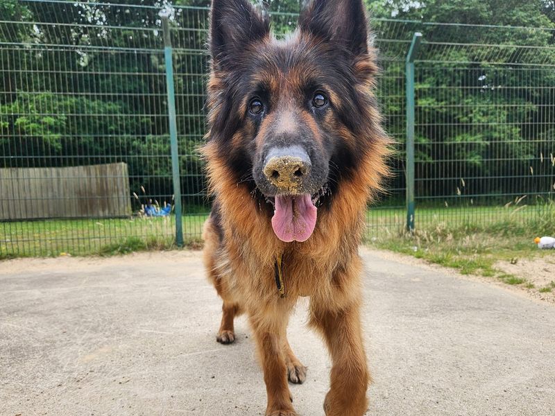 German Shepherd for adoption in Chestfield, Kent – 7 years old - Image 3 of 3