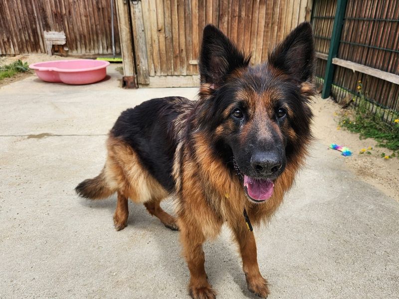 German Shepherd for adoption in Chestfield, Kent – 6 years old