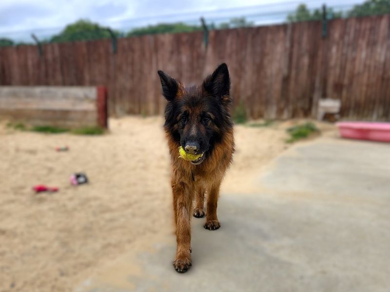 German Shepherd for adoption in Chestfield, Kent – 7 years old - Image 2 of 3