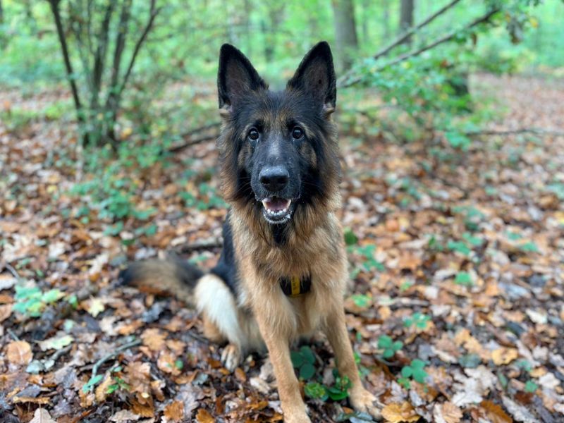 Hailee, a 6 years old female German Shepherd available for adoption from Dogs Trust in Canterbury, Kent