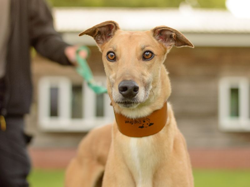 Greyhound for adoption in Kenilworth, Warks – 3 years old - Image 4 of 5
