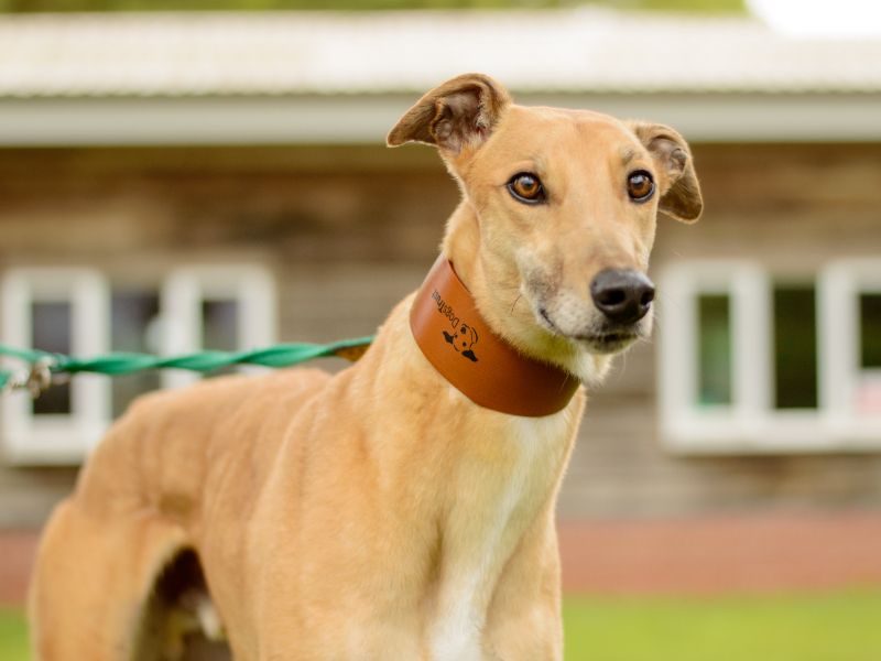 Greyhound for adoption in Kenilworth, Warks – 3 years old - Image 5 of 5