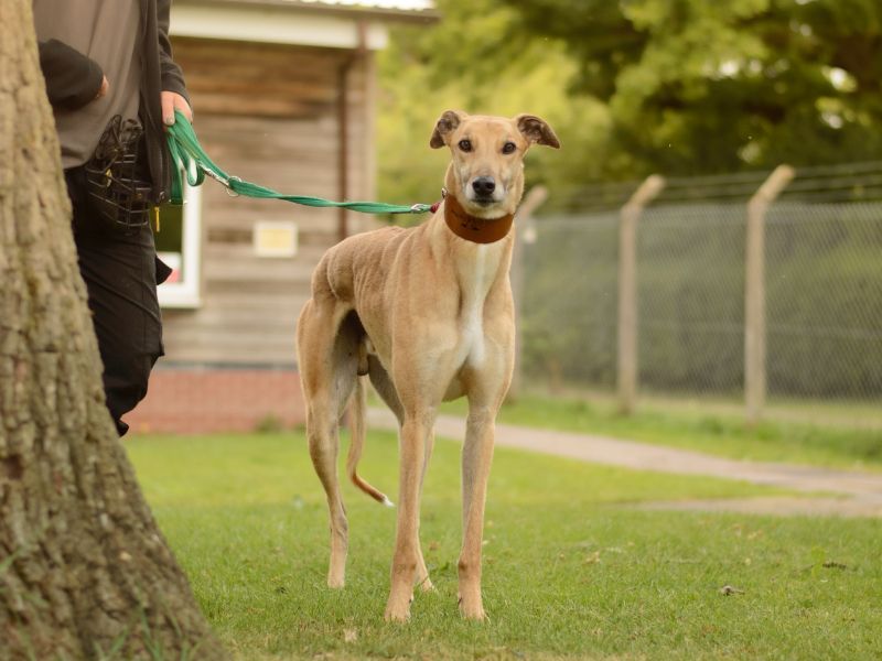 Greyhound for adoption in Kenilworth, Warks – 3 years old - Image 3 of 5