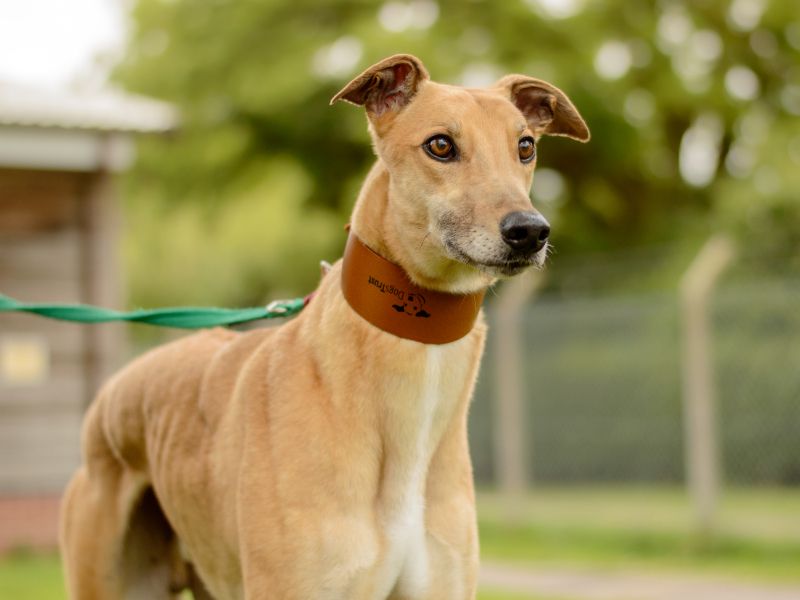 Greyhound for adoption in Kenilworth, Warks – 3 years old - Image 2 of 5